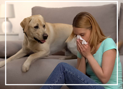 Woman sneezing with dog on couch