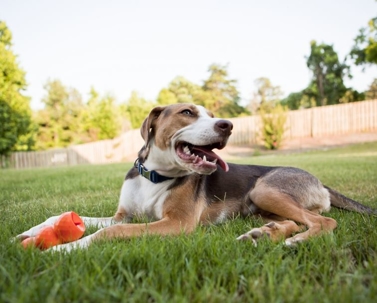 A dog in a backyard.