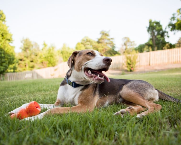 A dog in a backyard.
